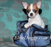 Чихуахуа, щенки VIP класса - Изображение #4, Объявление #881467