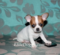 Чихуахуа, щенки VIP класса - Изображение #3, Объявление #881467
