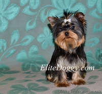 Йоркширский терьер, элитные малютки! - Изображение #1, Объявление #812617