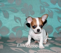 Чихуахуа, щенки VIP класса - Изображение #1, Объявление #881467