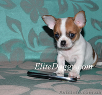Чихуахуа, щенки VIP класса - Изображение #2, Объявление #881467