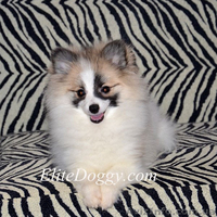 100 % эксклюзив померанского шпица - Изображение #5, Объявление #1007723