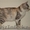 Курильский бобтейл котята #18256
