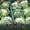 Продам польский  Морковь ,Капуста белокочанная, крупным оптом  - Изображение #4, Объявление #54585