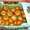 Польские помидоры и паприка крупным оптом  - Изображение #4, Объявление #54343