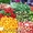 Экспорт овощей и фруктов из Молдовы #69211