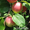 Предлагаем яблоко, сливы - свежие и на пром. переработку - Изображение #1, Объявление #75836