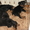 Продам щенят породы ротвейлер - Изображение #3, Объявление #182894