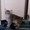 Котята породы СОМАЛИ - Изображение #2, Объявление #154098