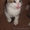 Красивые котята - Изображение #5, Объявление #255748