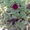 рассада цветов петунии - Изображение #4, Объявление #275940