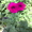 рассада цветов петунии - Изображение #2, Объявление #275940