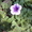 рассада цветов петунии - Изображение #1, Объявление #275940