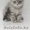 Котята шотландской вислоухой кошки - Изображение #1, Объявление #252392