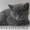 Котята шотландской вислоухой кошки - Изображение #2, Объявление #252392