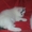 Экзотических котят редких окрасов недорого - Изображение #3, Объявление #294649
