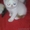 Экзотических котят редких окрасов недорого - Изображение #1, Объявление #294649