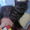 Котёнок Британский короткошерстный - Изображение #1, Объявление #486543