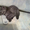 Котёнок Британский короткошерстный - Изображение #2, Объявление #486543