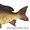 Рыба свежая,  свежемороженая #517159