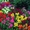 Продам рассаду однолетних цветов - Изображение #8, Объявление #670834