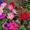 Продам рассаду однолетних цветов - Изображение #1, Объявление #670834