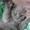 ПРОДАМ Британских плюшевых котят - Изображение #5, Объявление #734814