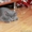 ПРОДАМ Британских плюшевых котят - Изображение #4, Объявление #734814
