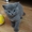 ПРОДАМ Британских плюшевых котят - Изображение #6, Объявление #734814