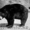 Продаём двух уссурийских белогрудых (гималайских) медведей #803735