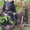 Продаём двух уссурийских белогрудых (гималайских) медведей - Изображение #1, Объявление #803735