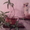 растения комнатные - Изображение #5, Объявление #806717