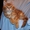 Котята мейн кун из питомника "KUNKITTI ASTANA" - Изображение #2, Объявление #841829