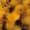 гусят суточных Губернаторской породы 1300тг - Изображение #1, Объявление #902126