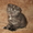 Котенок вислоухий 2 мес - Изображение #2, Объявление #902292
