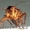 Уничтожение грызунов и насекомых в Астане - Изображение #2, Объявление #918255