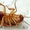 Уничтожение грызунов и насекомых в Астане - Изображение #3, Объявление #918255