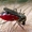 Уничтожение грызунов и насекомых в Астане - Изображение #4, Объявление #918255