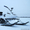 Продам снегоход Барыс - Изображение #1, Объявление #961726