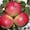 Продаем яблоки производства Польша - Изображение #2, Объявление #966604