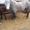 Продам лошадь,  4-года,  цена 450 000 тнг.в п. Ильинка тел.87779562181,    87012406 #960137