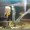 Аквариум с рыбкам - Изображение #1, Объявление #973882
