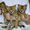 котята саванны Ф-1 ручные чистокровные - Изображение #1, Объявление #976105