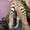 котята саванны Ф-1 ручные чистокровные - Изображение #3, Объявление #976105