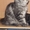 продаем замечательных, очень крупных котят породы мейн кун - Изображение #4, Объявление #986488