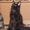 продаем замечательных, очень крупных котят породы мейн кун - Изображение #3, Объявление #986488