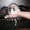 Отдам прекрасных, смышленных котят в заботливые руки! - Изображение #2, Объявление #1001005
