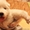 Продам щенков самоедской лайки (возраст 1 мес) - Изображение #3, Объявление #1047572