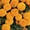 рассада цветов в Астане - Изображение #3, Объявление #1035292