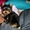 очаровательные мини щеночки йоркширского терьера - Изображение #2, Объявление #1080748